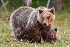 Мудрі ведмеді придумали, як сім&#39;ями рятуватися від мисливців | Українська  правда _Життя